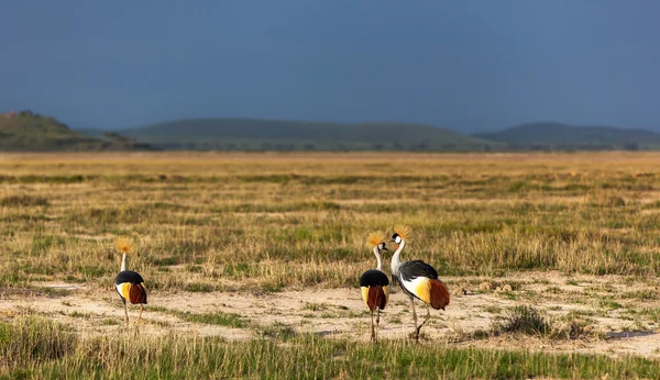 Grey Crowned Crane in the savannah of Masai Mara, Kenya, birds of Kenya, crowned, masai, mara, birds, kenya, white, grey, park — Stok fotoğraf