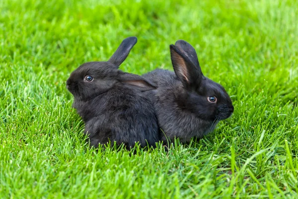 Black Rabbit, Rabbit on the lawn Rabbit on the green grass, a frightened rabbit, rabbit and child. — Stock Photo, Image