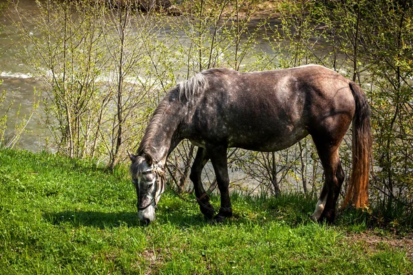 Horses in the countryside, horses an apple, hobbled horse, chain, ruins, gray, nature, poverty, misery, self-pity, despair, animal welfare — Stock Photo, Image