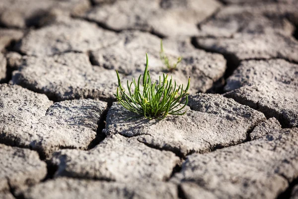 Siccità, terra asciutta, crepa, sole, pace, tristezza, acqua secca, una crepa nel terreno, morire senza acqua, letto del fiume asciutto, terra secca del lago del fiume asciutto — Foto Stock