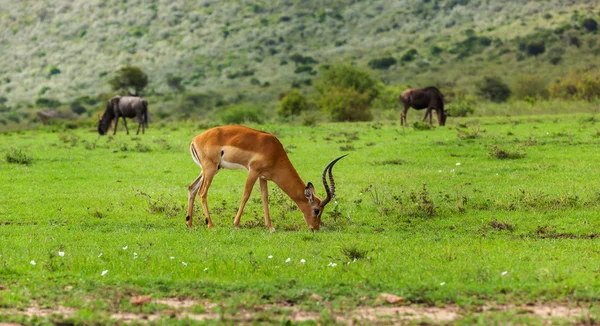 Antelope, gazelles in the Masai Mara National Park - Kenya, Eastern Africa, reserve, animal, gazelle, park, wild — Zdjęcie stockowe