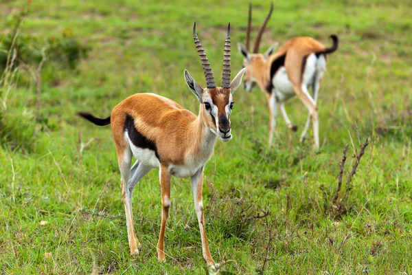 Gazelles in Masai Mara National Park, Kenya,Thompson's Gazelle, gazelle, kenya, masai, mara, black, african, national — Zdjęcie stockowe