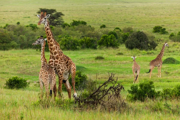 Giraffen Maasai Mara Nationalpark, Kenia, Tier, Tierwelt, Säugetier, Safari, Uganda, Kamelopardalis, weiß — Stockfoto