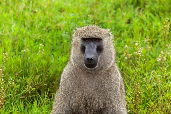 Monyet, afrika, babun, babon, satwa liar, monyet, alam, hewan, monyet Kenya — Stok Foto