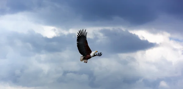 Águila calva en el cielo, águila, volando, azul, cielo, naturaleza, arriba, nubes, vuelo —  Fotos de Stock