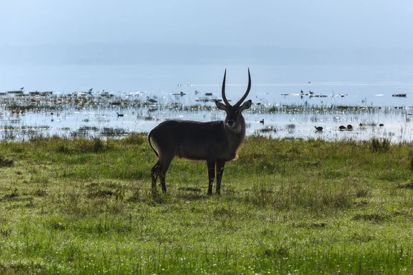 Zwierzęta Kenii Lake Nakuru, kob śniady w Nakuru Park, zwierząt, kob śniady, natura, Afryki, Kenii, park — Zdjęcie stockowe