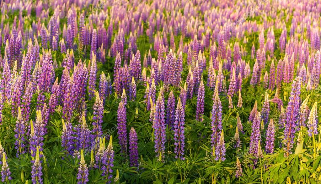 garten blumen lila, lupin blumen, garten lupin, rosa, garten, wild, lila, blüte, Design ideen