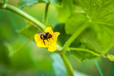 cucumbers, flowers, cucumbers, small cucumber, cucumber leaves, plant, vegetable, garden, nature, growing, green