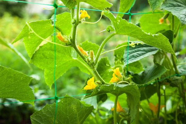 Pepinos, flores, pepinos, pepino pequeno, folhas de pepino, planta, vegetal, jardim, natureza, crescente, verde — Fotografia de Stock