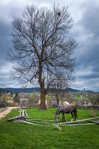 Horses in the countryside, horses an apple, hobbled horse, chain, ruins, gray, nature, poverty, misery, self-pity, despair, animal welfare — Stock Photo, Image