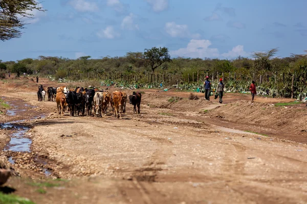 La gente en Kenia, la gente negra, la vida de la gente en África —  Fotos de Stock