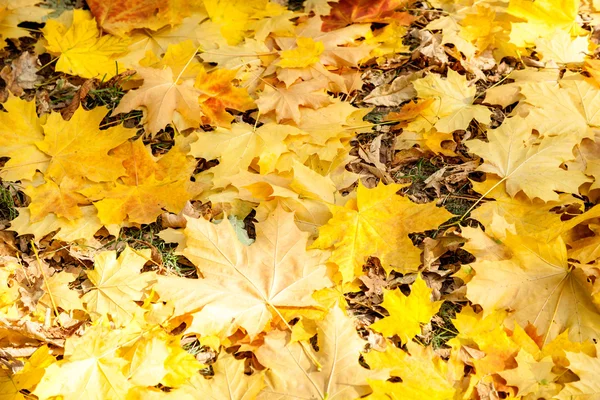 Hojas de arce amarillo, parque de otoño, el tiempo de otoño de oro, el amarillo —  Fotos de Stock