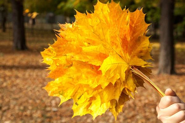 Folhas de bordo amarelas, parque de outono, tempo de outono dourado, o amarelo — Fotografia de Stock