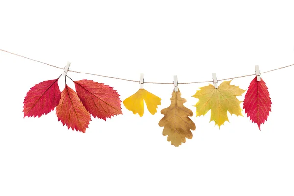 Pinzas de ropa en la cuerda sosteniendo hojas de otoño en un backgro blanco —  Fotos de Stock
