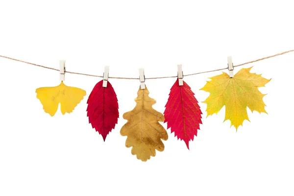 Pinces à linge sur la corde tenant des feuilles d'automne sur un fond blanc — Photo