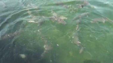 Alabalık, nehir, su, sinek, balıkçılık, Balık