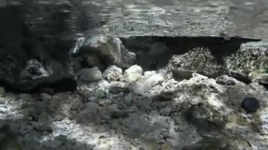 dağ akarsu video su, güneş ışığı, yansıma altında hızlı akan su akışı