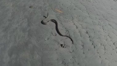 kum, yılan, hayvan, vahşi hayat, doğa, sürüngen, etobur