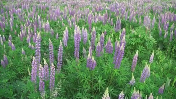 Lupin blomma, Garden Lupin, rosa, trädgård, vild — Stockvideo