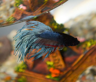 küçük mavi Balık Akvaryum yakın çekim büyük tüylü yüzgeçleri ile