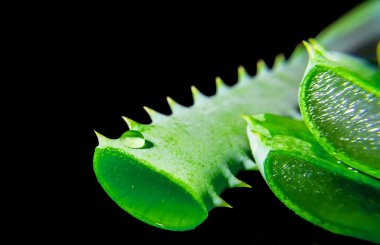 Aloe tesisi yeşil dilim izole bir siyah yansıma yakın çekim makro ile 