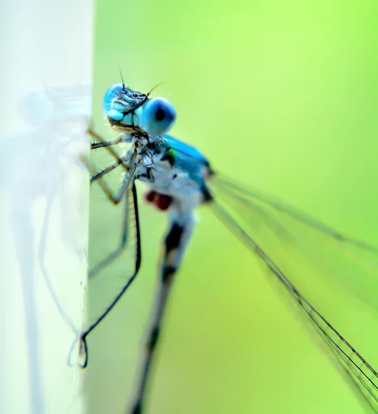 Blue dragonfly closeup on green background — Stock Photo, Image