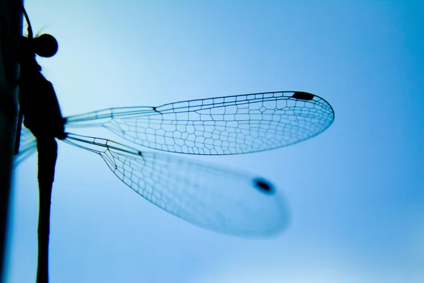 Vleugel dragonfly close-up op een blauwe hemelachtergrond, textuur Libelle vleugel — Stockfoto