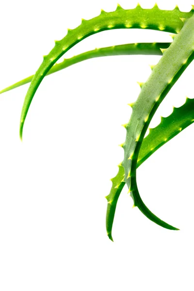 Aloe Pflanzenblatt isoliert auf weißem Hintergrund — Stockfoto