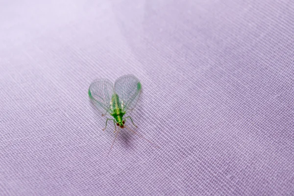Green insect with wings closeup on purple cloth — Stock Photo, Image