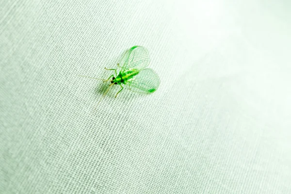Green insect with wings closeup on white cloth — Stock Photo, Image
