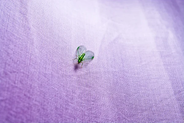 Green insect with wings closeup on purple cloth — Stock Photo, Image