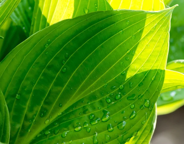 Green leaf with drops of water in sunshine texture background closeup macro