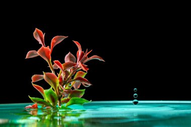 Yeşil bitki masmavi suda ıslatın ve üzerinde siyah bir izole su sıçrama düşen damlaları 