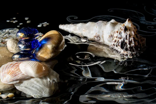 Las conchas marinas en el agua con el reflejo y con las gotas que caen en negro —  Fotos de Stock