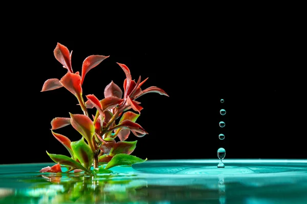 Pianta verde in acqua azzurra con gocce d'acqua cadenti isolate su un nero — Foto Stock