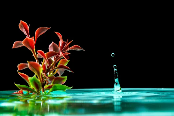 Planta verde em água azul com salpicos caindo gotas de água isolada em um preto — Fotografia de Stock