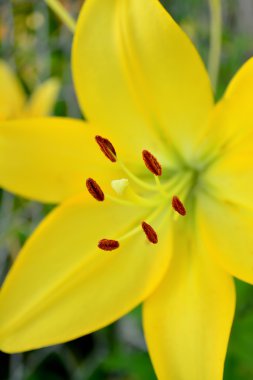 güzel sarı zambak yakın çekim