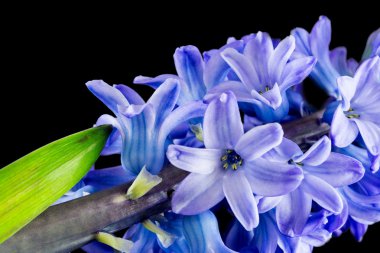 Siyah arka plan üzerine izole sümbül mor çiçekler