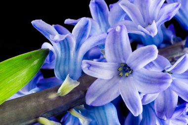 Siyah arka plan üzerine izole sümbül mor çiçekler