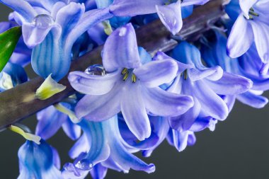 Gri zemin üzerine sümbül mor çiçekler