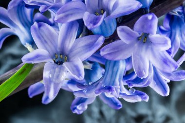 Karanlık arka plan üzerinde yağmurdan sonra su damlaları ile sümbül mor çiçekler