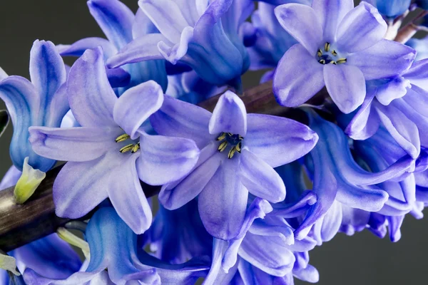 Hyacinth purple flowers on grey background — Stock Photo, Image