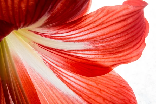 Flor vermelha close-up textura de fundo — Fotografia de Stock