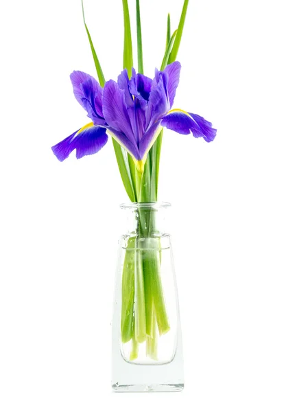 Flores íris roxas azuis com folhas em um vaso de vidro isolado em branco — Fotografia de Stock