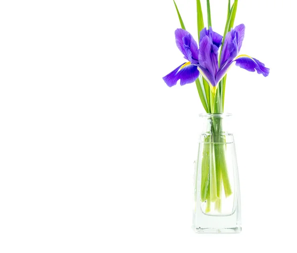 Virágok kék lila íriszek levelek elszigetelt fehér üveg vázában — Stock Fotó