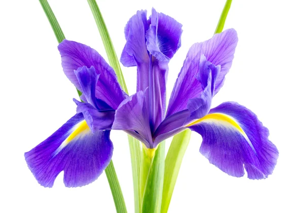 Virágok kék lila íriszek levelek elszigetelt fehér üveg vázában — Stock Fotó