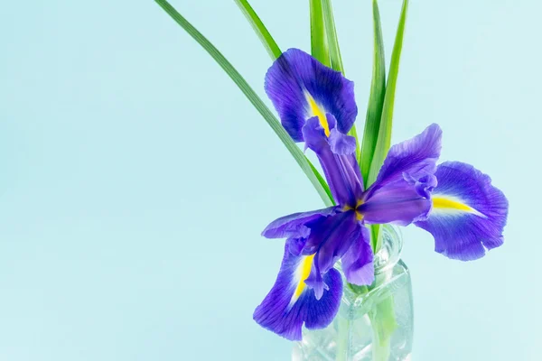 Virágok kék lila íriszek levelekkel, üveg vázában a kék háttér — Stock Fotó