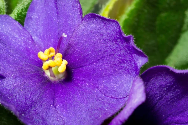 Flor violeta fechar a textura macro — Fotografia de Stock
