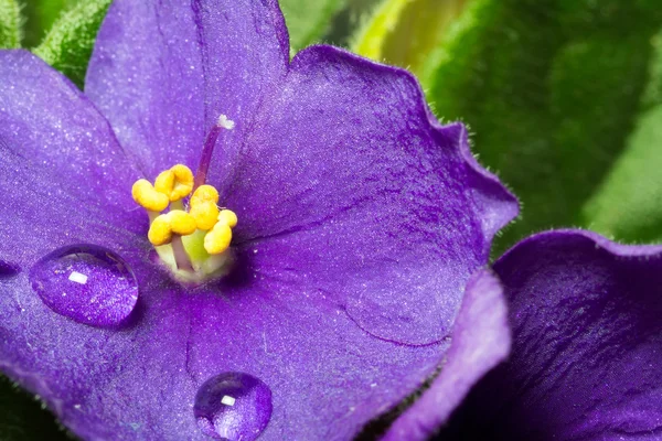 Flor violeta fechar macro com gotas de água textura — Fotografia de Stock
