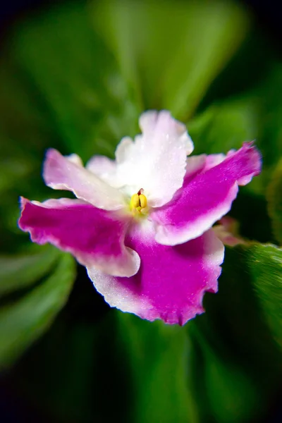 Violeta borgonha-e-branco close-up com belo bokeh no ambiente natural — Fotografia de Stock